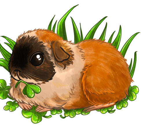 Guinea pig, Commission